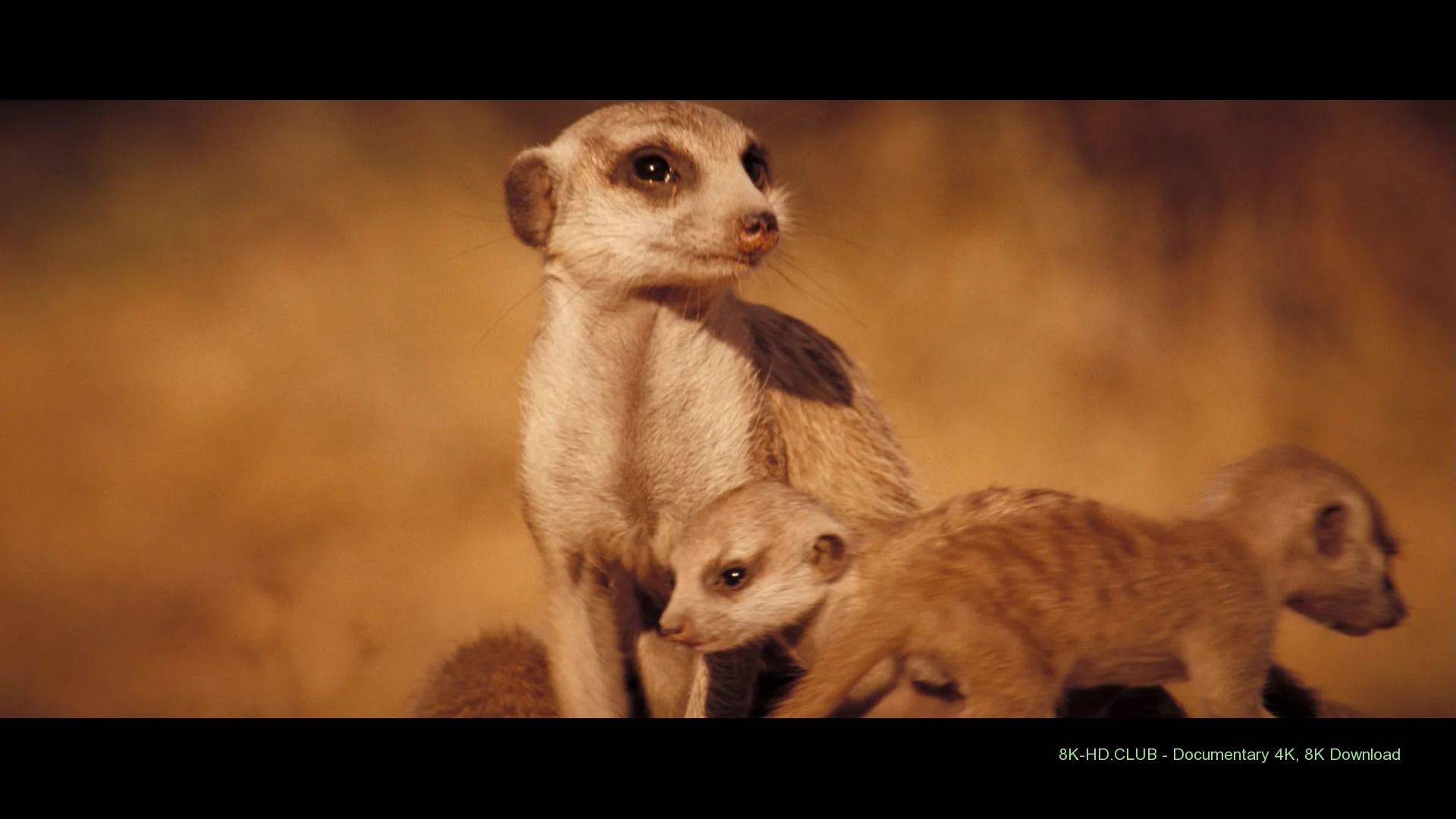 The Meerkats 2008 big poster